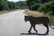 Lioness crossing the road in Kruger park