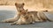 Lioness and cub