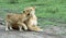 Lioness and cub