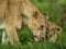 Lioness and cub cuddling, Serengeti