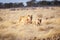 A lioness and a cub in the Etosha National Park, Namibia, Africa