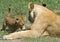 Lioness and cub - Panthera leo