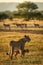 Lioness and cub stand near impala harem