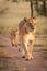Lioness and cub walk on sandy track