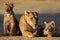 Lioness with cubs - Kalahari desert