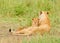 Lioness with cubs nursing