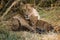Lioness with cubs. Okavango Delta.