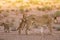 Lioness and cubs play in the Kalahari on sand