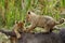 Lioness cubs playing on Wildebeest carcass