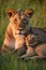 Lioness and Cubs Resting in Grassy Clearing with Wildebeest Herd in Background