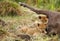 Lioness cubs at the side of wildebeest carcass. Focus at the back cub