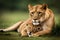 A lioness cuddles with her young cub Ai generated