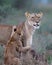 Lioness and cun in Zimanga Game Reserve