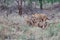 Lioness and cun in Zimanga Game Reserve