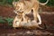 Lioness and cun in Zimanga Game Reserve