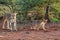 Lioness and cun in Zimanga Game Reserve