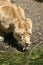 Lioness drinking