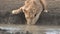 Lioness drinking