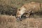 Lioness drinking