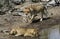 Lioness drinking while another is approaching