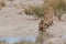 Lioness Drinking with Cubs