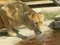 Lioness drinking water