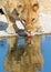 An lioness drinking from a waterhole with good reflection