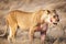 Lioness in the dry grass in the Etosha National Park in Namibia