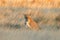 Lioness in dry grassland at sunset