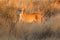 Lioness in dry grassland at sunset - Kalahari desert