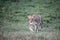 Lioness at dusk in the masai mara, Kenya, walking through the lush, cool grass