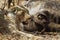 Lioness eating a dead buffalo in Kruger National park