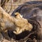 Lioness eating a dead buffalo in Kruger National park