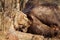 Lioness eating a dead buffalo in Kruger National park