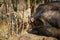 Lioness eating a dead buffalo in Kruger National park