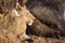 Lioness eating a dead buffalo in Kruger National park