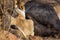 Lioness eating a dead buffalo in Kruger National park