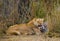 Lioness eating killed zebra. National Park. Kenya. Tanzania. Masai Mara. Serengeti.