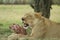 Lioness eating lunch