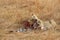 Lioness eating a zebra, Masai Mara