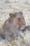 Lioness in Etosha , Namibia