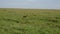 Lioness With A Face In Blood Walks In A Plain Of Grassland In African Savannah