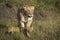 Lioness with face covered in flies walking with her two baby cubs in Masai Mara in Kenya