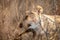 Lioness feeding on a Blue wildebeest