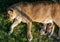 Lioness feeding cubs