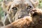 Lioness feeding on a kill in close up
