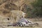 Lioness feeds on her catch after a successful hunt