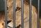 Lioness female cage