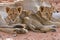 Lioness female with cubs