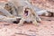 Lioness female with cubs